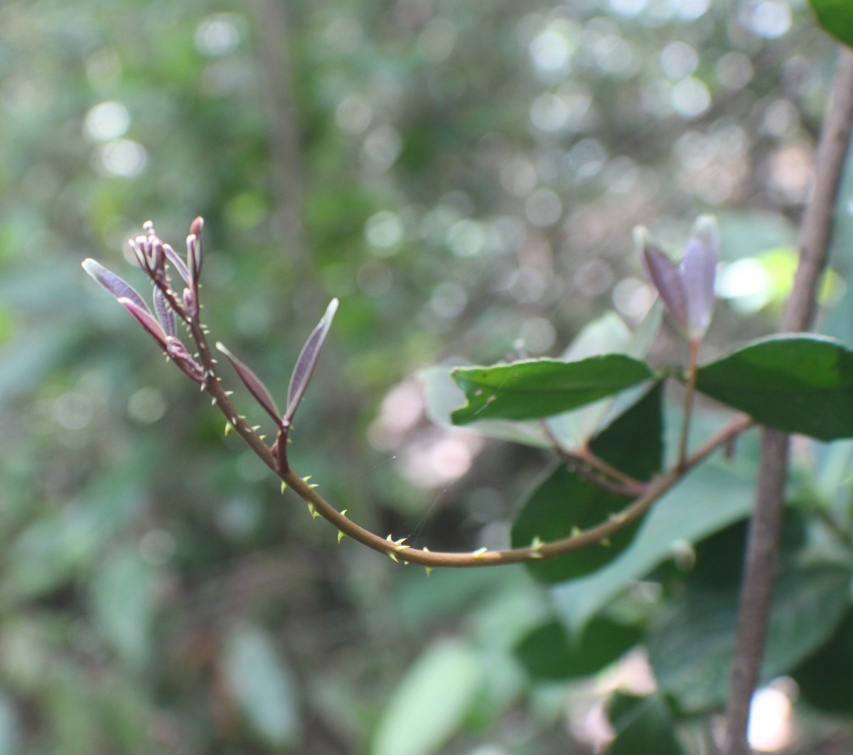 Zanthoxylum asiaticum (L.) Appelhans, Groppo & J.Wen